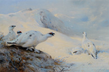 Репродукция картины "ptarmigan calling in the snow" художника "торберн арчибальд"