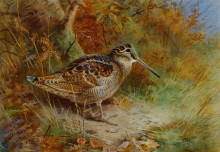 Репродукция картины "a woodcock" художника "торберн арчибальд"
