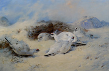 Репродукция картины "ptarmigan seeking shelter" художника "торберн арчибальд"