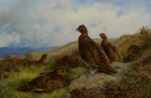 Репродукция картины "red grouse packing" художника "торберн арчибальд"
