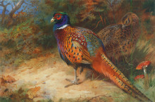 Репродукция картины "cock and hen pheasant in the undergrowth" художника "торберн арчибальд"