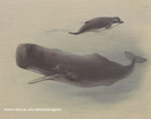 Копия картины "sperm whale and bottlenose whale" художника "торберн арчибальд"