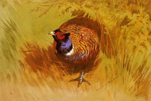 Копия картины "a cock pheasant" художника "торберн арчибальд"