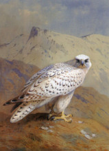 Репродукция картины "a greenland, or gyr falcon" художника "торберн арчибальд"