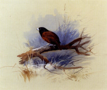 Копия картины "a nepalese black headed nun in the branch of a tree" художника "торберн арчибальд"
