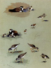 Картина "study of sandpipers, cream coloured coursers and other birds" художника "торберн арчибальд"