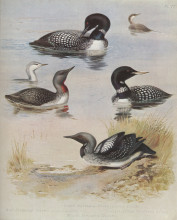 Картина "great northern diver" художника "торберн арчибальд"