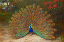 Копия картины "peacock and peacock butterfly" художника "торберн арчибальд"