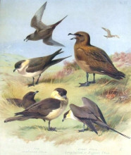 Копия картины "richardson&#39;s skua, great skua, pomarine skua" художника "торберн арчибальд"