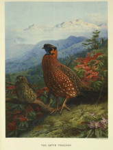 Репродукция картины "satyr-tragopan" художника "торберн арчибальд"