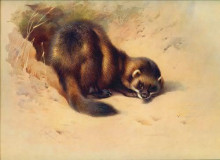 Картина "european polecat" художника "торберн арчибальд"