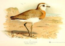 Репродукция картины "caspian plover" художника "торберн арчибальд"
