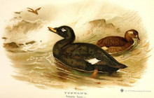Репродукция картины "velvet scoter" художника "торберн арчибальд"