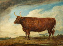 Копия картины "the devonshire ox" художника "уорд джеймс"