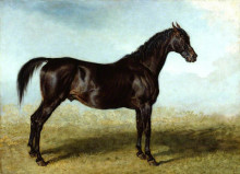 Копия картины "&#39;guy mannering&#39;, a race horse" художника "уорд джеймс"