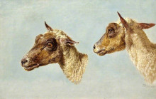 Картина "study of sheeps&#39; heads" художника "уорд джеймс"
