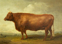 Репродукция картины "heifer" художника "уорд джеймс"