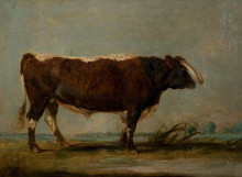 Репродукция картины "leicestershire longhorn bull" художника "уорд джеймс"