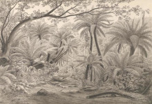 Репродукция картины "ferntree or dobson&#39;s gully, dandenong ranges" художника "фон герард ойген"