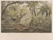 Картина "ferntree gully, dandenong ranges, victoria" художника "фон герард ойген"
