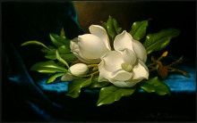 Копия картины "giant magnolias on a blue velvet cloth" художника "хед мартин джонсон"