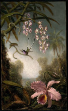 Картина "orchids and spray orchids with hummingbird" художника "хед мартин джонсон"