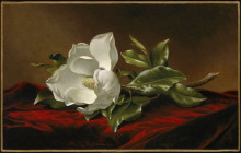 Картина "magnolia grandiflora" художника "хед мартин джонсон"