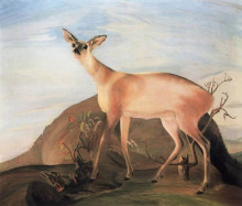 Репродукция картины "deer" художника "чонтвари тивадар костка"