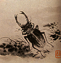 Картина "studies of insects, beetles" художника "шитао"