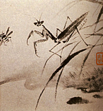 Картина "studies of insects, mante" художника "шитао"