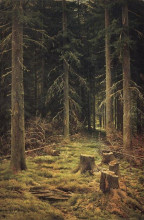 Репродукция картины "хвойный лес" художника "шишкин иван"