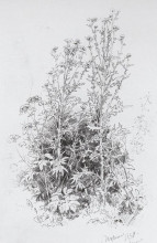 Репродукция картины "полевые цветы" художника "шишкин иван"