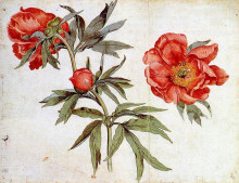 Копия картины "study of peonies" художника "шонгауэр мартин"