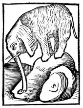 Копия картины "elephant in hortus sanitatis" художника "шонгауэр мартин"