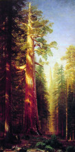 Картина "the great trees, mariposa grove, california" художника "бирштадт альберт"