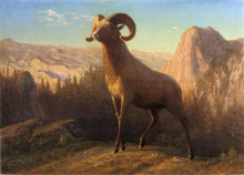 Репродукция картины "a rocky mountain sheep, ovis, montana" художника "бирштадт альберт"