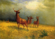 Репродукция картины "deer in a field" художника "бирштадт альберт"