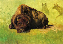 Репродукция картины "bison with coyotes in the background" художника "бирштадт альберт"