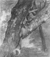 Репродукция картины "study of a tree" художника "бирштадт альберт"